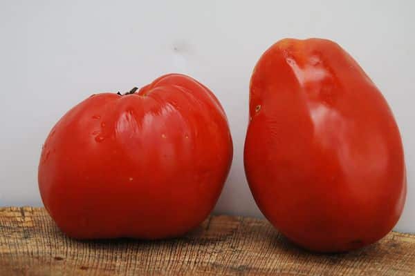 Large tomatoes