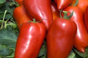 Description of the Bonanza banana tomato variety and its characteristics