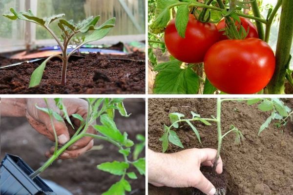 Tomate en crecimiento