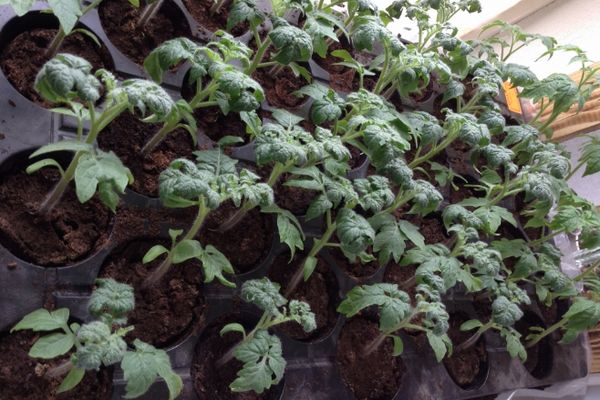 Seedlings of tomatoes