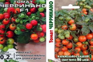 Description of the variety of tomato Cerrinano its cultivation methods