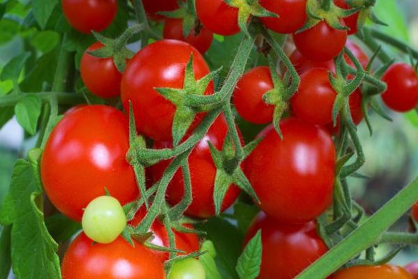 Tomates mûres