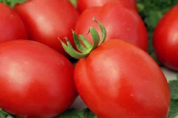 Ripe tomatoes