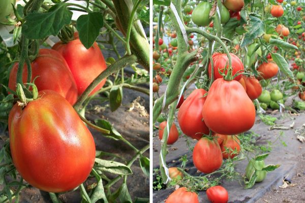 Tomato bushes