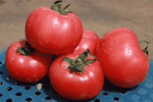 Description de la variété de tomate Esmira, ses caractéristiques et son rendement