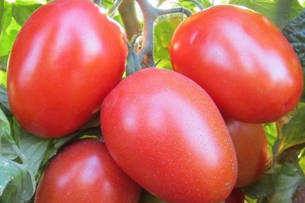 Tomate fruit