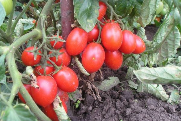 Tomates híbridos