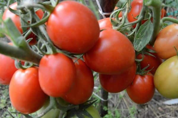 Buisson de tomates