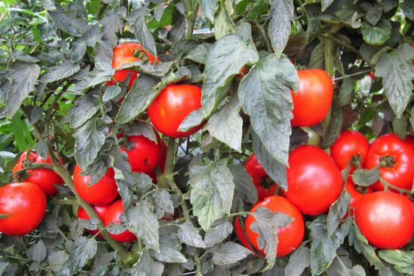 Tomates en crecimiento