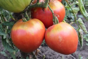 Penerangan mengenai varieti tomato Freken Bock, cadangan penanaman dan pendapat tukang kebun