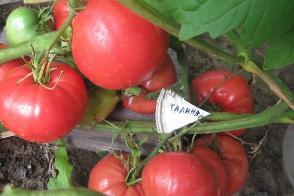 Híbrido de tomate