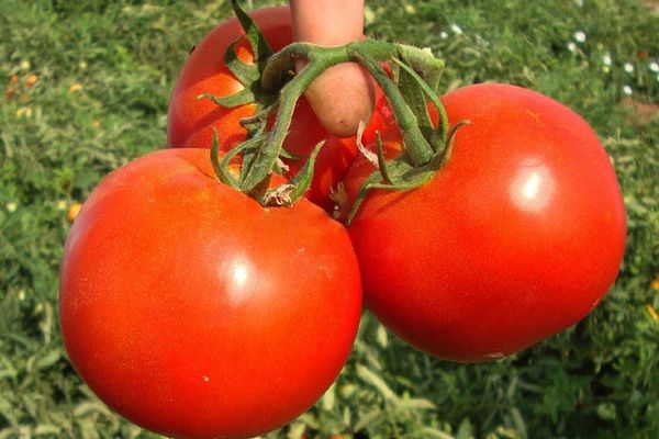 Three tomatoes