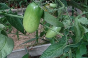 Description of the tomato variety Hawaiian cigar and its yield