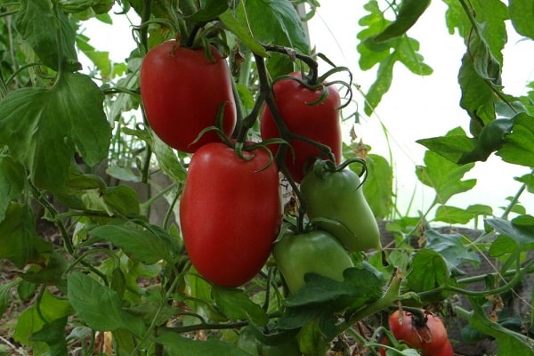 fresh salads