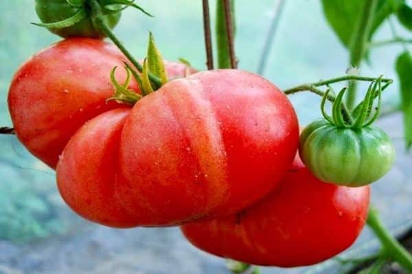 tomato giant pink