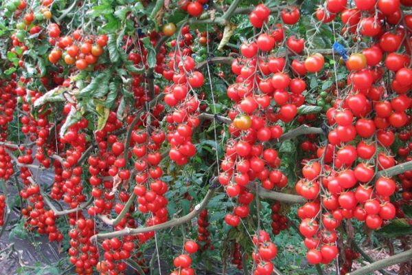 Hybrides de tomates