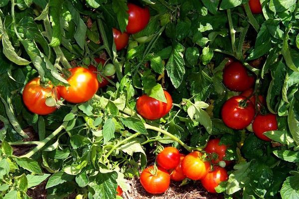 Buissons de tomates