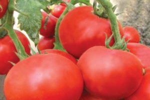 Penerangan mengenai varieti tomato Jun dan ciri-cirinya