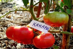 Paglalarawan ng iba't-ibang uri ng kamatis, paglilinang at katangian ng Canary