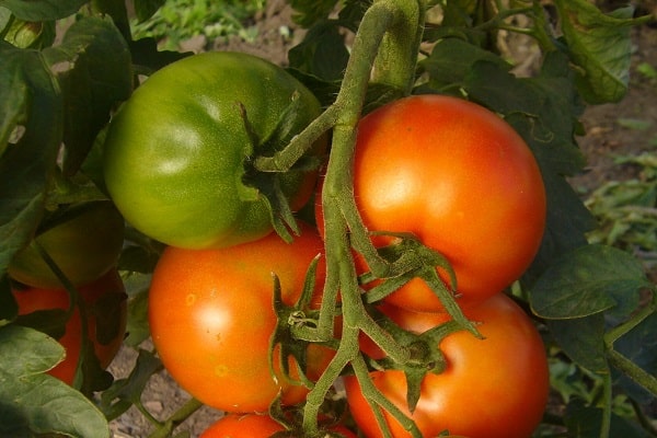 practicantes de cultivadores