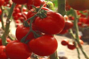 Description d'une variété précoce de récif corallien de tomate et sa culture