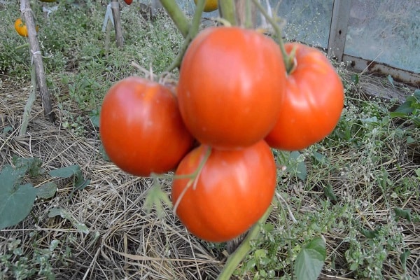 tomate de frutos grandes