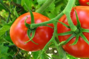 Descripción de la variedad de tomate Cornet y sus características.