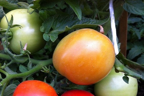 smooth tomatoes