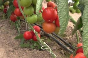 Descripción de la variedad de tomate Liza, características y productividad.