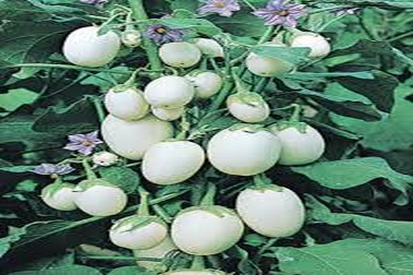 tomato varieties