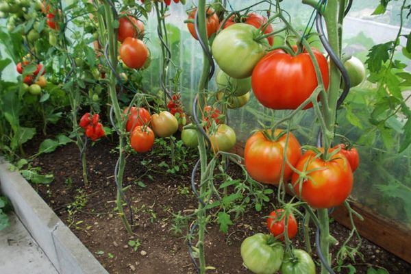 Tomatoes in the greenhouse