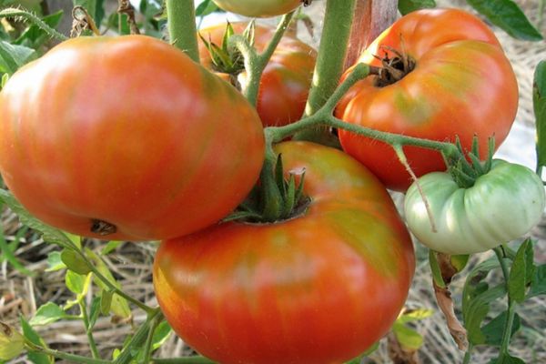 Tomatoes in the greenhouse