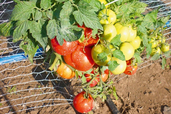 tomate de la región de moscú