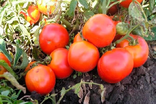 porte ses fruits dans la chaleur