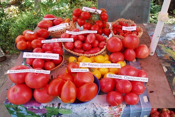 bilangan tomato