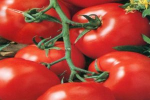 Characteristics and description of the tomato variety Mars F1, yield