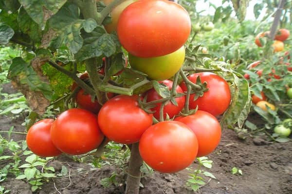 tomato on a branch