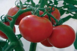 Description of the tomato variety Michelle f1 and its characteristics