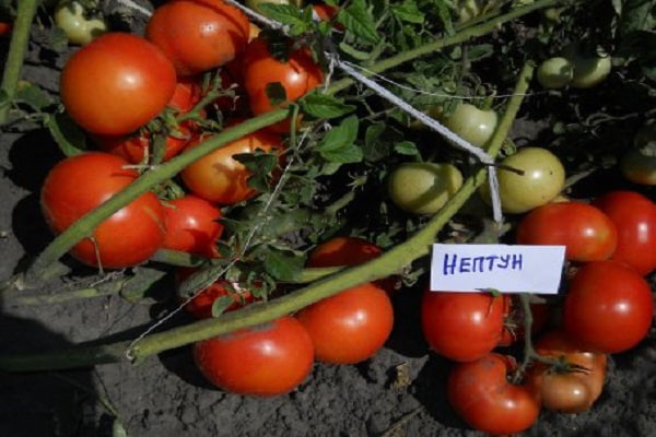 neptun tomato