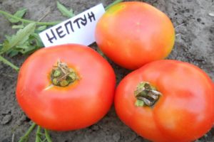 Description de la variété de tomate Neptune et de ses caractéristiques