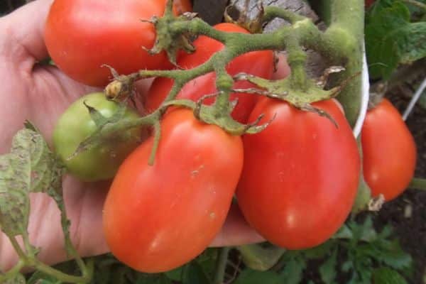 Hybrid tomato