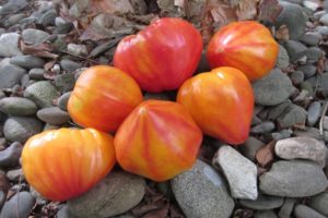 Description de la variété de tomate Orange russe et ses caractéristiques