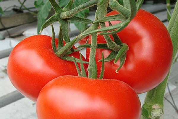 tomato Parodist