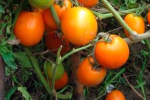 Description de la variété de tomate Fairy Gift et ses caractéristiques