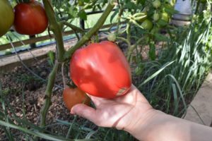 Descripción de la variedad de tomate Flaming Heart, características y cultivo