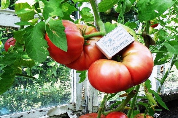 rosemary tomato