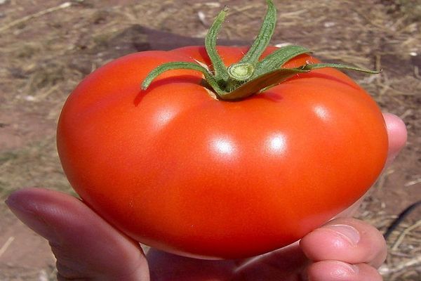 planting tomatoes