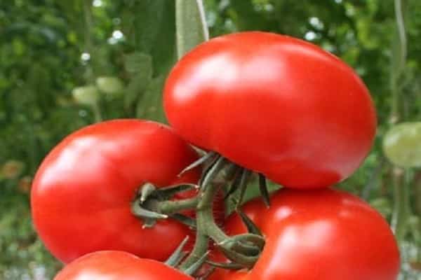 tomato varieties