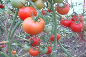 Description de la variété de tomate Taimyr, ses caractéristiques et ses caractéristiques de culture