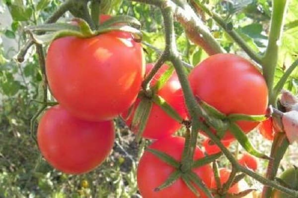 ultra early ripening variety